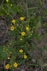 Potentilla chrysantha