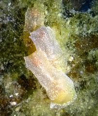 Haminoea vesicula