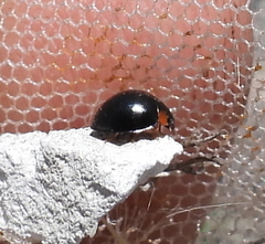 Parexochomus nigromaculatus