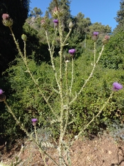 Onopordum cynarocephalum