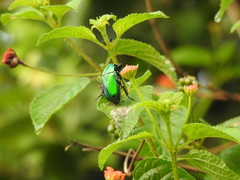 Heterorrhina elegans
