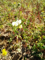 Vicia basaltica