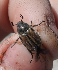 Blitopertha lineolata