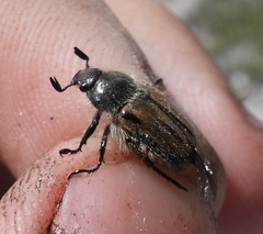 Blitopertha lineolata