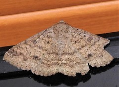 Ericeia sobria