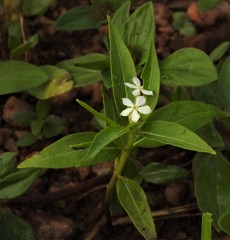 Catharanthus pusillus