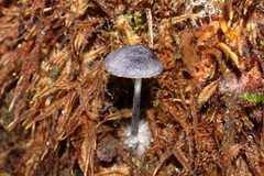 Entoloma panniculus