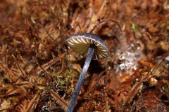 Entoloma panniculus