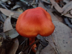 Cortinarius austrocinnabarinus