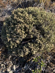 Helichrysum parvifolium
