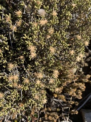 Helichrysum parvifolium