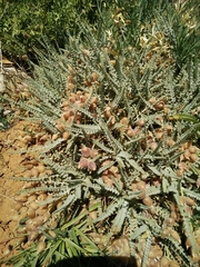 Astragalus coluteoides