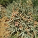 Astragalus coluteoides - Photo (c) דבורה שיצר, algunos derechos reservados (CC BY-NC), subido por דבורה שיצר
