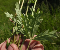 Potentilla longipes