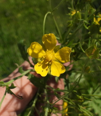 Potentilla longipes