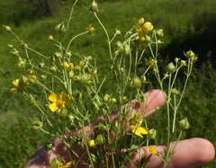 Potentilla longipes