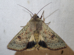 Australothis rubrescens