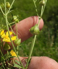 Potentilla longipes