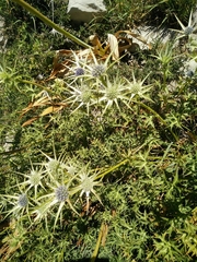 Eryngium billardieri