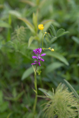 Polygala hybrida
