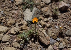 Chaenactis glabriuscula heterocarpha