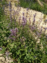 Nepeta cilicia