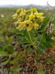 Astragalus umbellatus