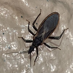 Triatoma rubida