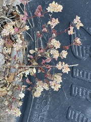 Polycarpon tetraphyllum tetraphyllum