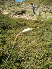 Petrosedum amplexicaule