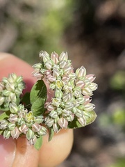 Polycarpon tetraphyllum tetraphyllum