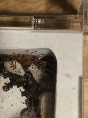 Harpegnathos saltator