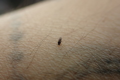 Forcipomyia taiwana