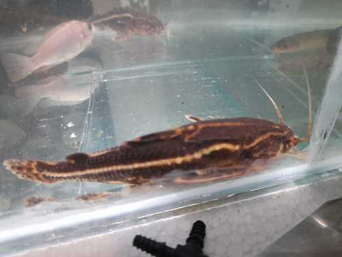 Spiny catfish (Acanthodoras cataphractus) — Doradidae — 3