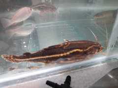 Acanthodoras cataphractus