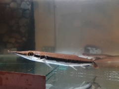 Boulengerella lateristriga