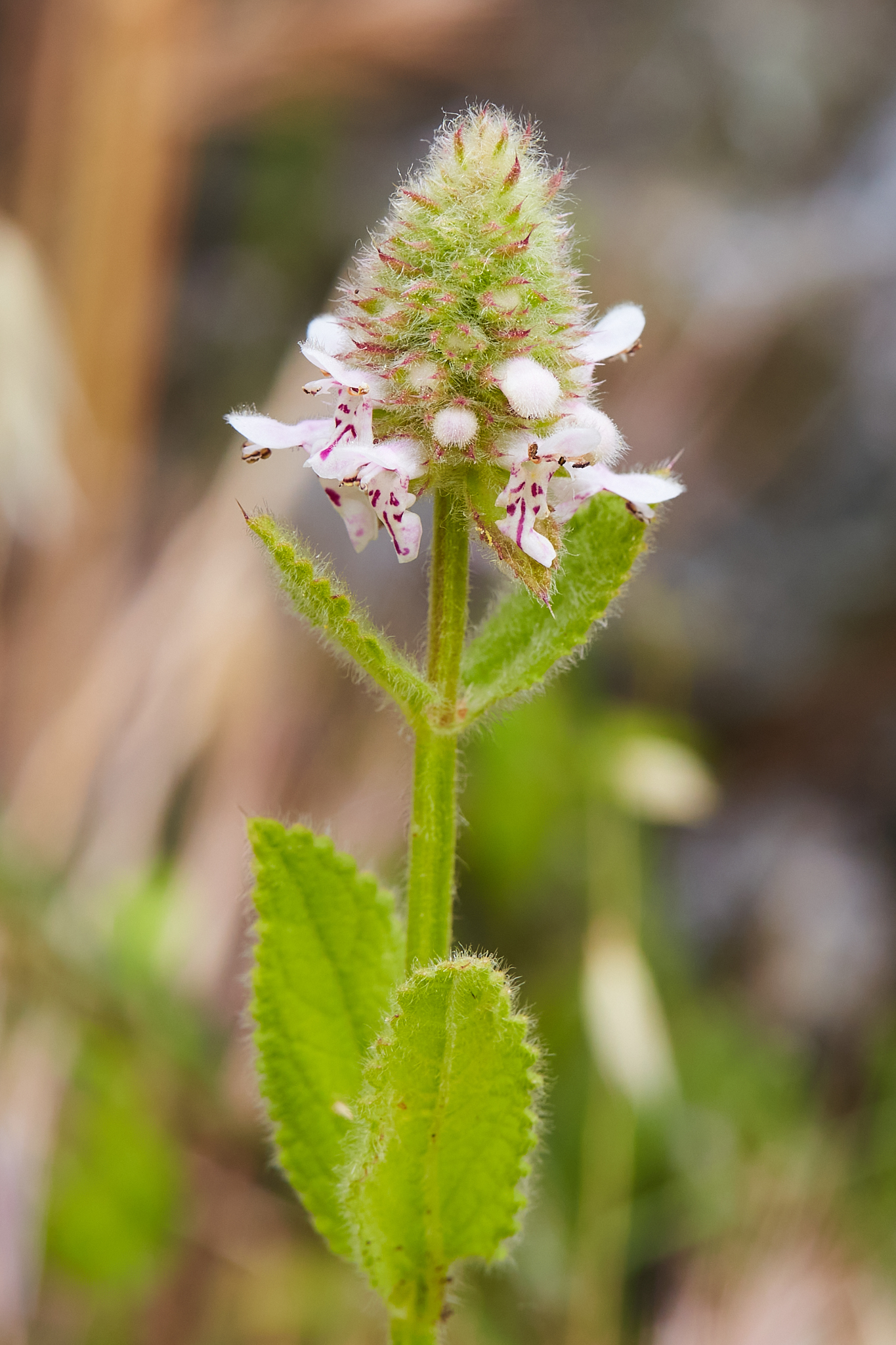 Stachys pycnantha