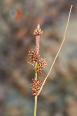 Carex serratodens