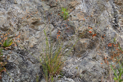 Carex serratodens