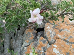 Pachypodium saundersii