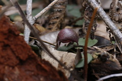 Corybas dowlingii