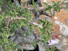 Pachypodium saundersii