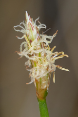 Eleocharis parishii