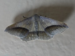 Lepidoptera