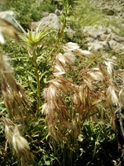 Arrhenatherum palaestinum