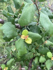 Cordia monoica