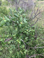 Cordia monoica