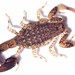 Forest Thicktail Scorpions - Photo (c) Sandy, some rights reserved (CC BY-NC), uploaded by Sandy