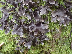 Pseudocyphellaria dissimilis