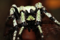 Novaranea courti